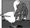 foxgoose